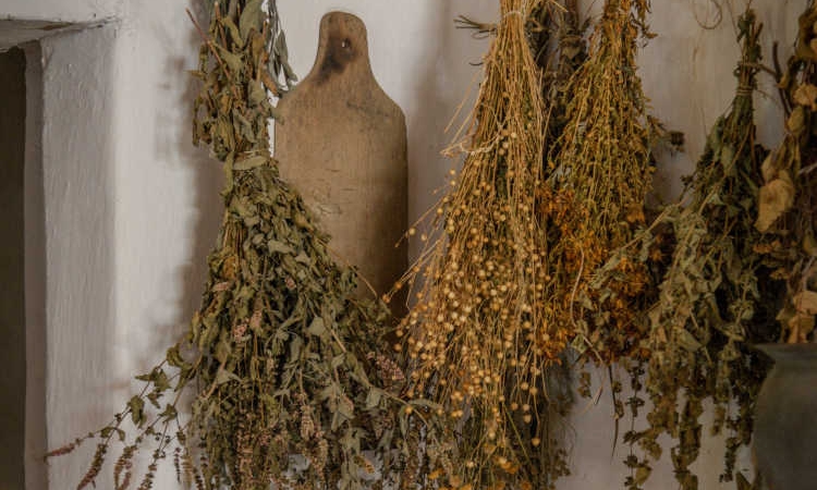 El Botiquín en la cuneta: 3 plantas medicinales que pisas a diario y que podrían curarte.