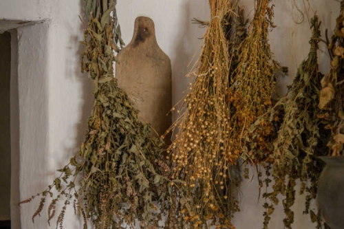 El Botiquín en la cuneta: 3 plantas medicinales que pisas a diario y que podrían curarte.